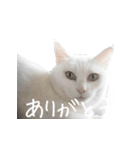 白猫好きのためのスタンプ（個別スタンプ：3）