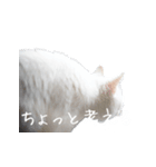 白猫好きのためのスタンプ（個別スタンプ：5）