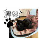 黒猫一家(さくらの巻)（個別スタンプ：7）