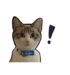 JILL ジルねこ（個別スタンプ：12）