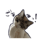 JILL ジルねこ（個別スタンプ：13）