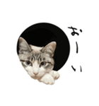 JILL ジルねこ（個別スタンプ：16）