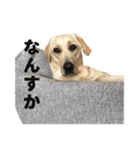 様子のおかしい犬（個別スタンプ：12）