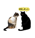 3匹のねこ・猫・Cat（個別スタンプ：12）