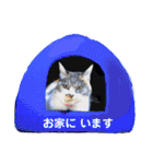 3匹のねこ・猫・Cat（個別スタンプ：27）