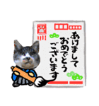 3匹のねこ・猫・Cat（個別スタンプ：29）