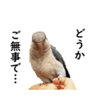 ことりカフェ心斎橋の鳥さんスタッフ写真編（個別スタンプ：5）