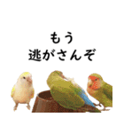 ことりカフェ心斎橋の鳥さんスタッフ写真編（個別スタンプ：16）