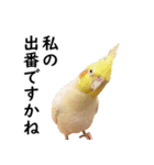 ことりカフェ心斎橋の鳥さんスタッフ写真編（個別スタンプ：21）