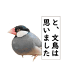 ことりカフェ心斎橋の鳥さんスタッフ写真編（個別スタンプ：28）