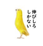 ことりカフェ心斎橋の鳥さんスタッフ写真編（個別スタンプ：31）