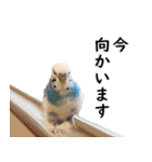 ことりカフェ心斎橋の鳥さんスタッフ写真編（個別スタンプ：37）