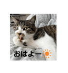 新居ひめちゃんスタンプ（個別スタンプ：1）