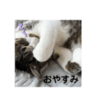 新居ひめちゃんスタンプ（個別スタンプ：2）
