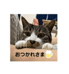 新居ひめちゃんスタンプ（個別スタンプ：3）