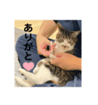 新居ひめちゃんスタンプ（個別スタンプ：4）