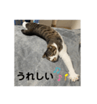 新居ひめちゃんスタンプ（個別スタンプ：10）
