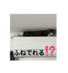 新居ひめちゃんスタンプ（個別スタンプ：11）