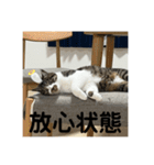 新居ひめちゃんスタンプ（個別スタンプ：13）
