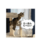 新居ひめちゃんスタンプ（個別スタンプ：16）