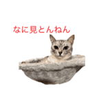 むぎたんとゆきたん（個別スタンプ：3）