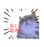 むぎたんとゆきたん（個別スタンプ：4）