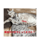 むぎたんとゆきたん（個別スタンプ：8）