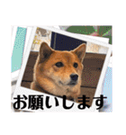 モコスタンプの巻1（個別スタンプ：13）