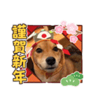 モコスタンプの巻1（個別スタンプ：37）