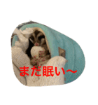 ももすけの日常で使えるスタンプ！まとめ版（個別スタンプ：7）