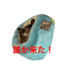 ももすけの日常で使えるスタンプ！まとめ版（個別スタンプ：9）