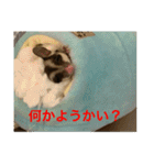 ももすけの日常で使えるスタンプ！まとめ版（個別スタンプ：18）