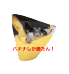 ももすけの日常で使えるスタンプ！まとめ版（個別スタンプ：23）