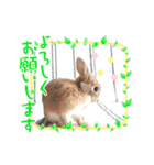 うさぎのルカ よく使うスタンプ(ネザー)（個別スタンプ：7）