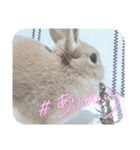 うさぎのルカ よく使うスタンプ(ネザー)（個別スタンプ：14）