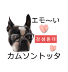 推し活★楽チン韓国語（個別スタンプ：5）