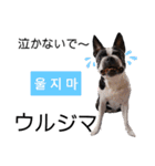 推し活★楽チン韓国語（個別スタンプ：20）