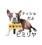 推し活★楽チン韓国語（個別スタンプ：21）