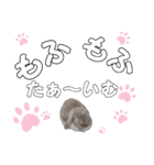 小動物ブリーダーゆう（個別スタンプ：13）