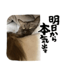 黒猫一家(茶々様の巻)（個別スタンプ：1）