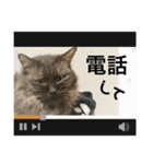 黒猫一家(茶々様の巻)（個別スタンプ：10）