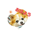 チワワのchapi part1（個別スタンプ：1）