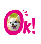 チワワのchapi part1（個別スタンプ：6）