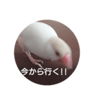 クリーム文鳥（個別スタンプ：1）