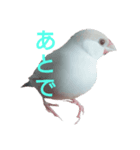 クリーム文鳥（個別スタンプ：2）