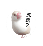 クリーム文鳥（個別スタンプ：3）