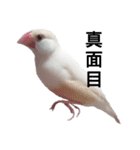 クリーム文鳥（個別スタンプ：4）