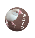 クリーム文鳥（個別スタンプ：5）