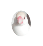 クリーム文鳥（個別スタンプ：7）