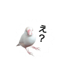 クリーム文鳥（個別スタンプ：8）